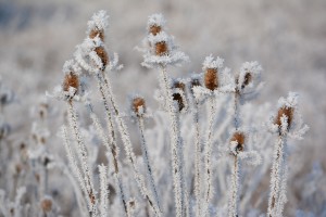 Les plantes engourdies (Bernex)           